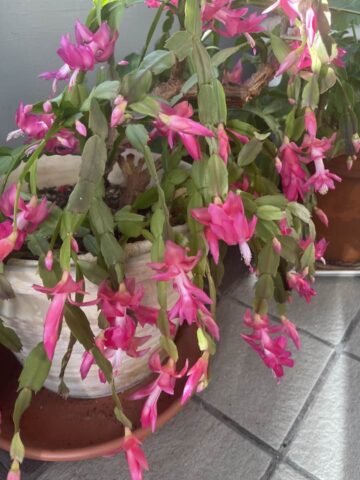 I love this. We left a small plant in care of a friend when we went to JA in 1977. It died once, but I saved one branch. It has now regained its beauty.